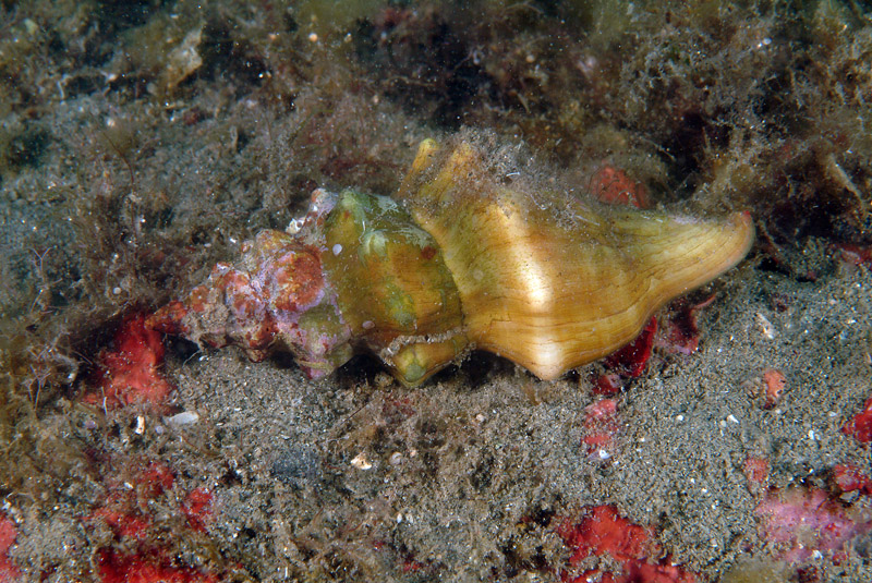 Fasciolaria lignaria